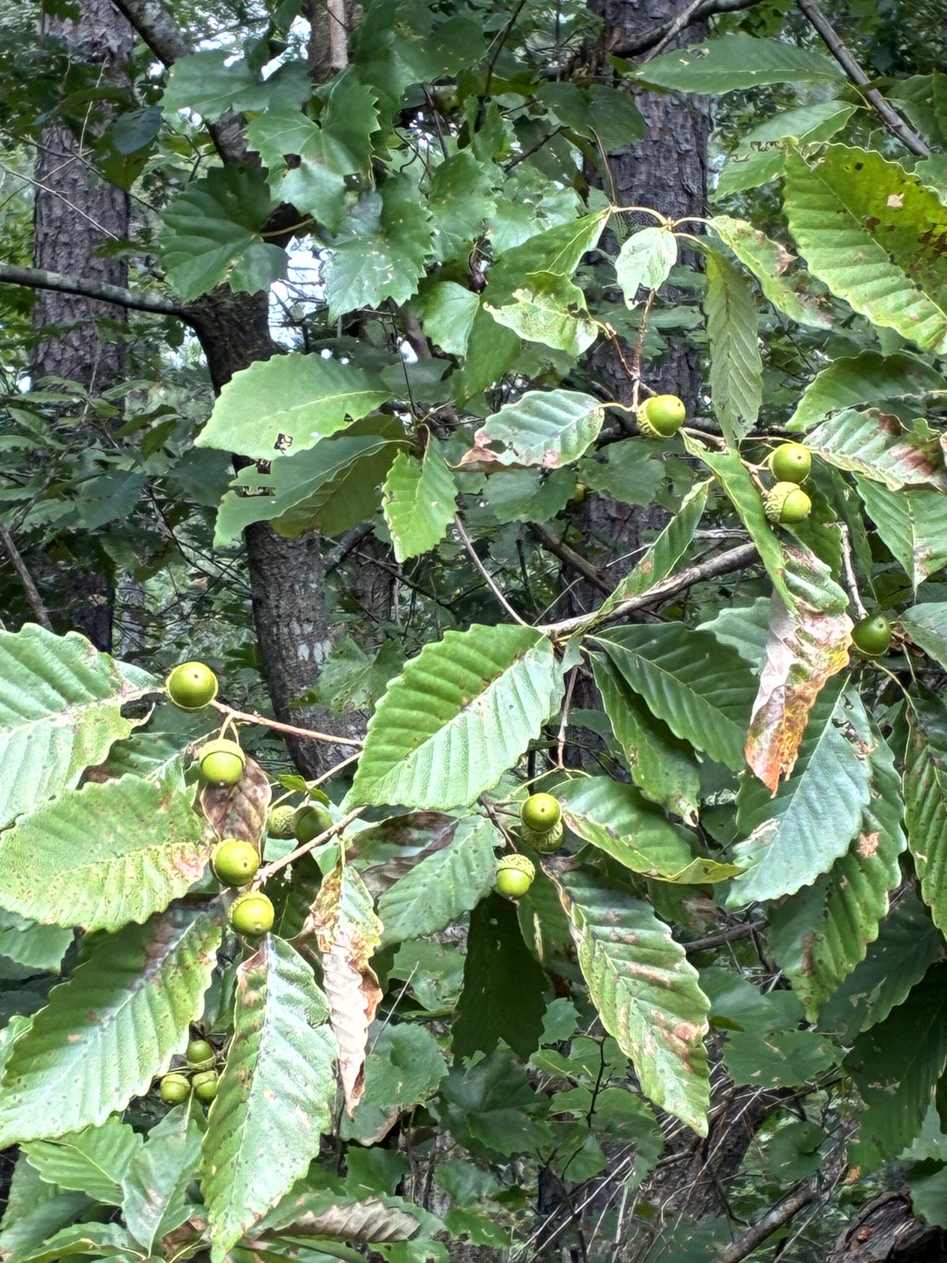 Scouting Mast-Producing Trees Now for a Successful Deer Season