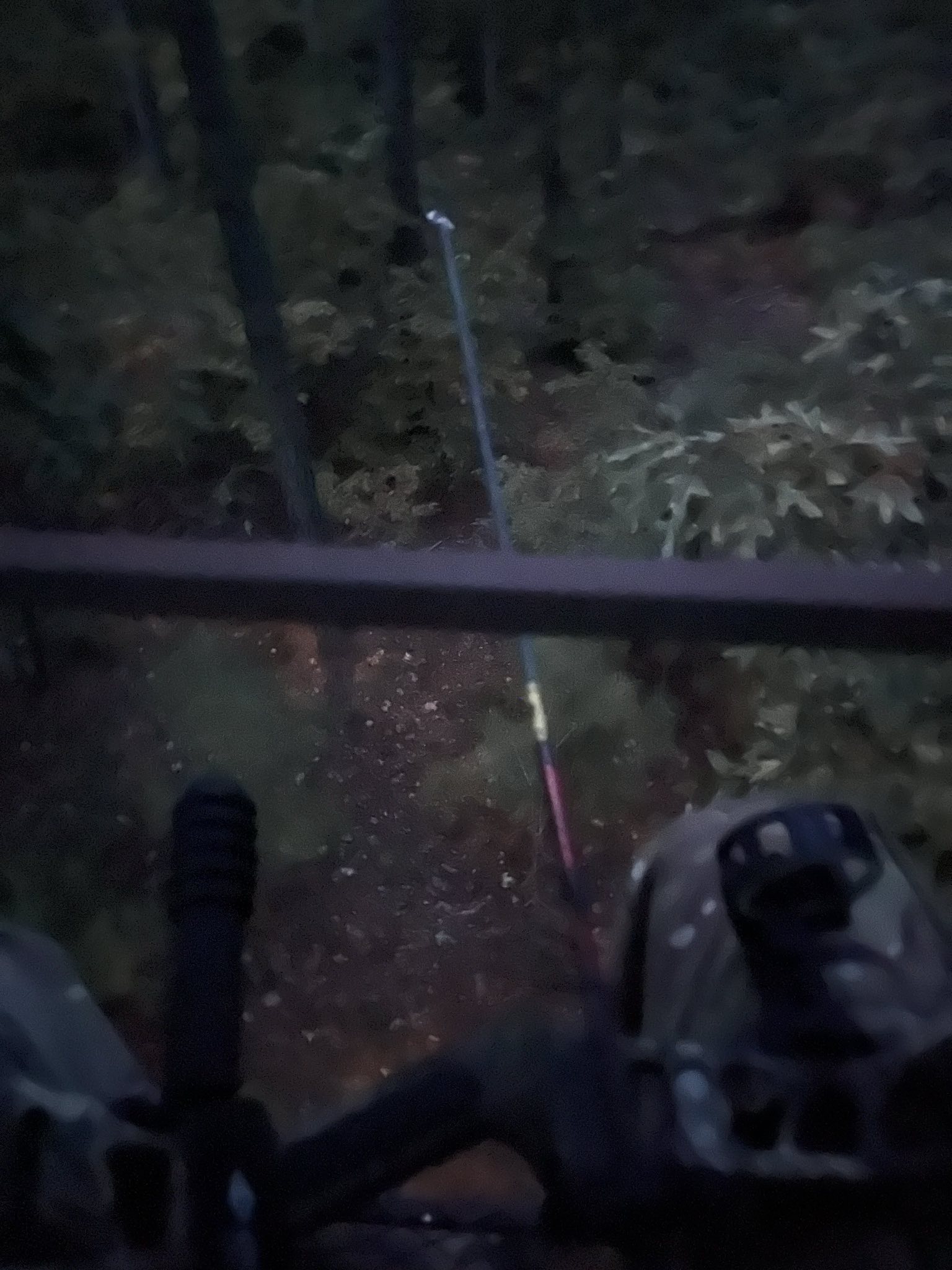 Sitting Excitedly in the Woods