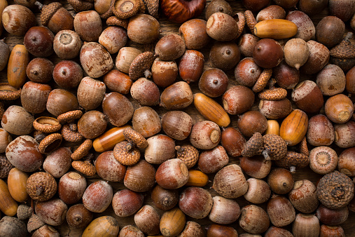 Where Did All the Deer Go?